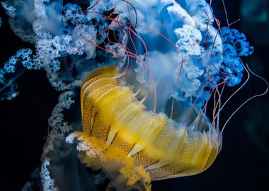 UNDERWATER DANCER