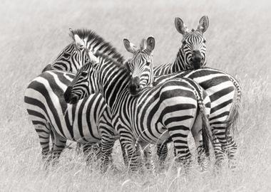 Zebras