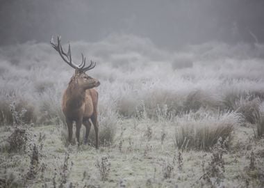 Prideful deer