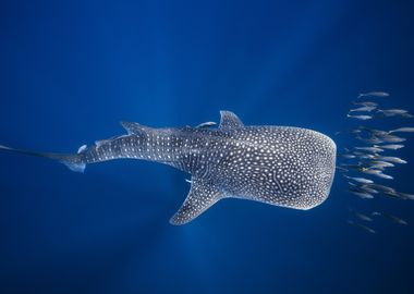 Whale shark and Tuna shoal