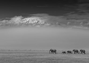 Elephant family under