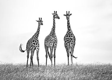 Giraffes in Mara plains