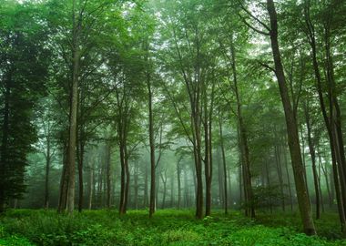 Forest View