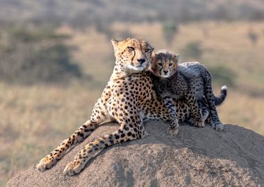 Cheetah and cup!