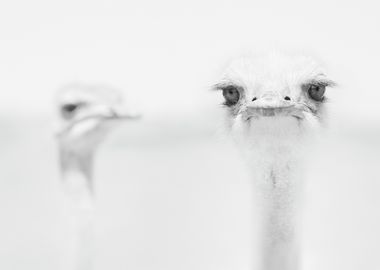 Funny ostrich