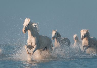 Angels of Camargue