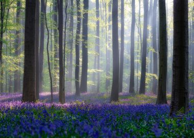 Bluebells