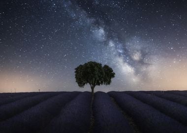 Tree and Milky Way