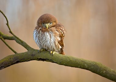 Ferruginous pygmy owl