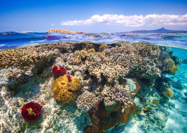 Mayotte : The Reef