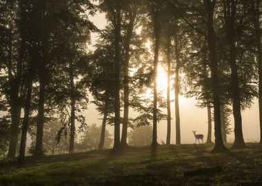 Deer in the morning mist