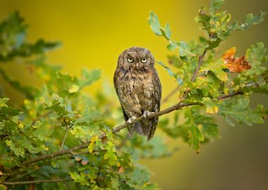 Eurasian Scops Owl