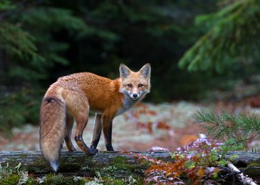 Red Fox in Algonquin Park