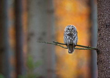 Tawny Owl