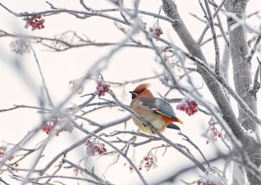 Waxwing