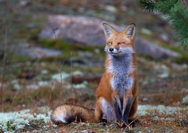 Fox Zen - Algonquin Park