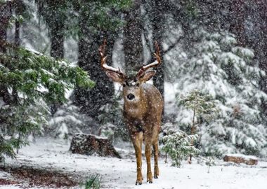 Snow Storm And Deer