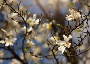 Magnolia flowers