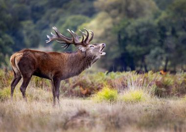 The scream of the deer