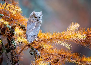 Eurasian scops owl