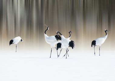 Red-crested white cranes