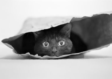 Cat in a bag