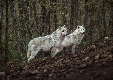 Meeting with white Wolves