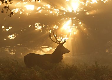 Ghost of the Forest