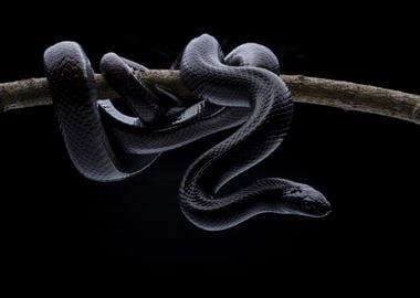 King Snake