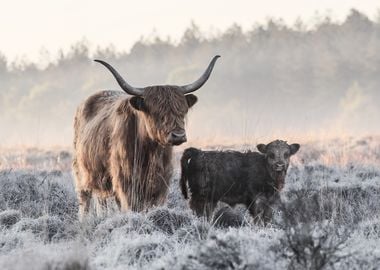 Highlander and Calf