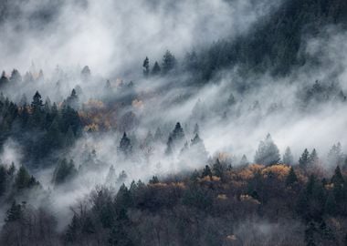 A path of the fog