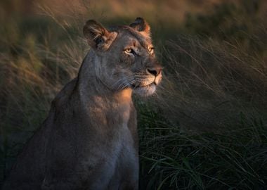 Lioness at first day ligth