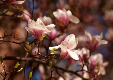 Magnolia flowers