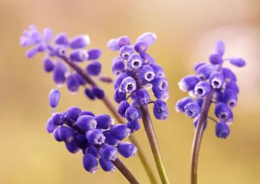 Spring flowers