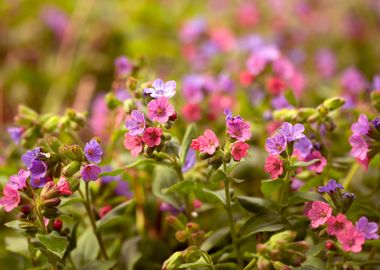 Forest flowers