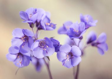 Spring flowers