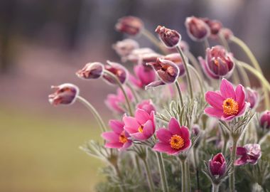 Spring flowers