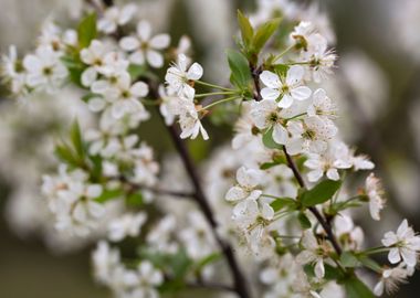 Cherry flowers