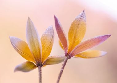 Botanical Tulips