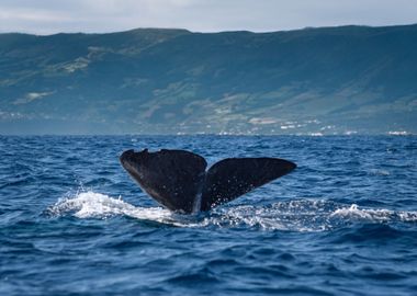 Sperm Whale Fluke