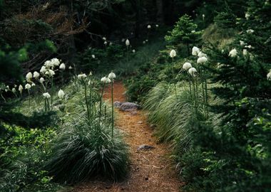 Bear Grass Trail