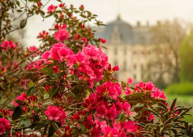 Spring flowers