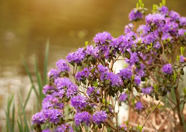 Spring flowers