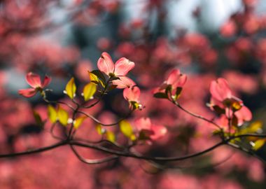 Spring flowers