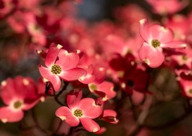 Spring flowers