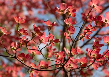 Spring flowers