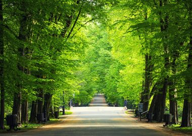 Green spring alley Poland