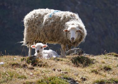 Sheep grazing El Choro 