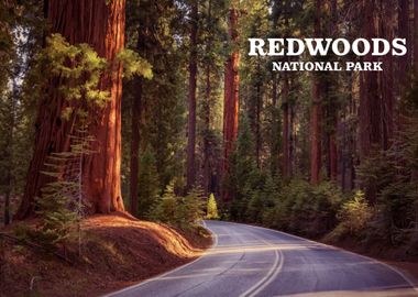 redwood national park