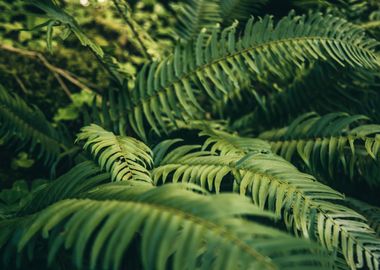 Ferns